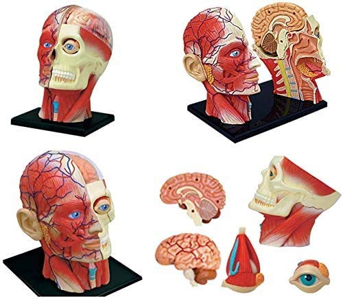 Amazon.co.jp: 取り外し可能な12パーツの人間の頭の解剖学モデル